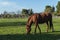 Chestnut beautiful horse eating green grass in a farm