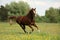 Chestnut beautiful horse galloping at the blooming meadow