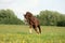 Chestnut beautiful horse galloping at the blooming meadow