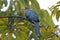 Chestnut-bellied Malkoha Phaenicophaeus sumatranus Beautiful Birds of Thailand