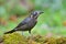 Chestnut-bellied Rock-thrush bird