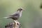 Chestnut bellied rockthrush