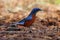 Chestnut-bellied Rockthrush Monticola rufiventris Male Beautiful Birds of Thailand