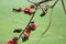 A Chestnut-bellied Starling Lamprotornis pulcher is sitting next to a red flower of Shimul Red Silk Cotton Tree.