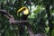 Chestnut-billed Toucan perched on a vine.