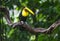 Chestnut-billed Toucan perched on a vine.