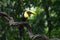 Chestnut-billed Toucan perched on a vine.