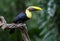 Chestnut-billed Toucan in the Rainforest