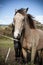 Chestnut and black Irish horses