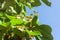 Chestnut blooms in spring. Beautiful white delicate chestnut tree flowers on a blue sky background