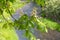 Chestnut blossoms by the river