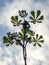 Chestnut branch with fresh green springtime leaves on blue cloudy sky background