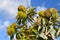 Chestnut branches with fruits or ripe chestnuts on blue sky back