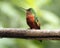 Chestnut-breasted Coronet (Boissonneaua matthewsii)