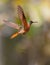 Chestnut-breasted Coronet in flight