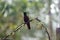 Chestnut-breasted coronet hummingbird