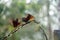 Chestnut-breasted coronet hummingbirds fighting