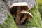 The Chestnut Brittlestem Homophron spadiceum is an edible mushroom