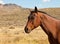 Chestnut Brown Horse