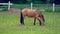 Chestnut brown horse grazing in a paddock