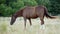 Chestnut or brown horse with long mane grazing on a field near forest