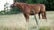 Chestnut or brown horse with long mane grazing on a field near forest