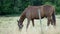 Chestnut or brown horse with long mane grazing on a field near forest