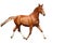 Chestnut brown horse running free on white background