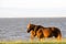 chestnut brown horses in grassy field bay background