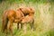 a chestnut brown mare of an Icelandic Horse with it`s lovely foal