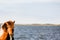 Chestnut brown and white horses bay background