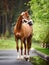 Chestnut budyonny gelding horse in fluffy halter standing on asphalt road