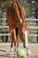 Chestnut budyonny gelding horse with toy ball in mouth