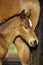 Chestnut calf, mare, loving pose, care, comforting horse