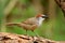 Chestnut-capped babbler