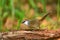 Chestnut-capped Babbler bird