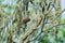 Chestnut-capped Babbler on branch in nature