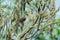 Chestnut-capped Babbler on branch in nature