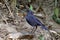 Chestnut-capped Babbler : timalia pileata