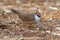 Chestnut-capped Babbler Timalia pileata Cute Birds of Thailand