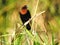 A chestnut-capped Blackbird on a branch.