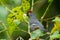 Chestnut-capped Laughingthrush bird holds the fruit in its beak on branch in lush foliage background. Malaysia wildlife