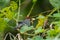 Chestnut-capped Laughingthrush bird holds the fruit in its beak on branch in lush foliage background. Malaysia wildlife