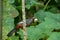 Chestnut-capped Laughingthrush (Garrulax mitratus) bird perched on tree branch looking for fruits. Malaysia wildlife