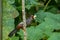 Chestnut-capped Laughingthrush (Garrulax mitratus) bird perched on tree branch looking for fruits. Malaysia wildlife