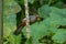 Chestnut-capped Laughingthrush (Garrulax mitratus) bird perched on tree branch looking for fruits. Malaysia wildlife