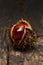 Chestnut (Castanea) in prickly shell