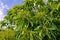 Chestnut catkins tree in flowering