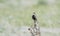 Chestnut-collared Longspur Calcarius ornatus Singing on the Grasslands of Colorado