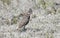 Chestnut-collared Longspur on the National Grasslands